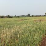 Punasa road atut gaon